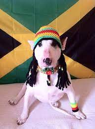 Rasta Bully Dog Hat English Bull Terriers Dogs