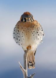 Common Birds Of North Idaho Pin On Majestic Idaho And The West