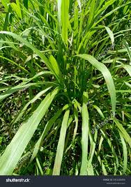 Image result for Rottboellia