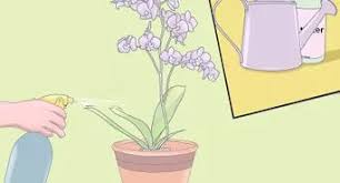 See more ideas about orchids, orchid care, plants. Come Innaffiare Le Orchidee 9 Passaggi Con Immagini