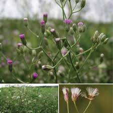 Image result for Ethulia vernonioides