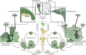 Mosses and liverworts general characteristics (key points with ppt). Extensive Epigenetic Reprogramming During The Life Cycle Of Marchantia Polymorpha Genome Biology Full Text