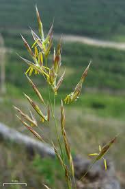 Image result for Bromus