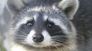 Can my dog get rabies from biting an animal it killed if yes she can get rabies from killing a rabid animal. 10 Raccoons Test Positive For Rabies In N J Town Cops Had To Shoot 1 After It Charged At Man Walking His Dog Nj Com