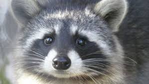 These days, dogs are only causing rabies in humans during overseas travel. Where Have 165 Cases Of Rabies Been Found In Pennsylvania Pennlive Com