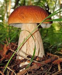 фото грибов - Самое интересное в блогах