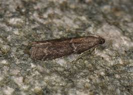 Image result for Cryptoblabes bistriga