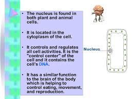 Which structure controls cell reproduction? Animal Cells And Plant Cells Ppt Video Online Download