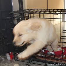 Find a trusted dog walker to come over once or twice a day to let your puppy out. How To Stop A Puppy From Barking In His Crate At Night Puppy In Training
