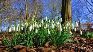 Auf der nordhalbkugel fällt der meteorologische frühlingsanfang auf den 01. Mobelgarten Gute Vorsatze Zum Fruhlingsanfang