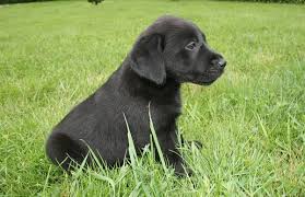 Vend Chiots Labrador Retriever Lof Noir Avec Pedigree Nes Le 12 Avril 2016 690 Male 790 Femelle Diponibles Vaccines Puc Chiot Chien Chiots Labrador