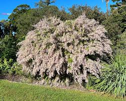 Image result for Tetradenia