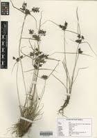 Image result for Pycreus elegantulus