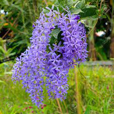 It is oct 12, and mine are still blooming away in the garden as you can tell by these photos. Sandpaper Vine Purple Wreath Queens Wreath Petrea Volubilis Stock Photo Picture And Royalty Free Image Image 106316843