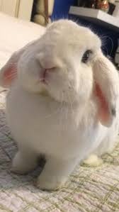 We are a small rabbitry located in northern macomb / southern st. Do You Think My Bunny Is A Holland Lop Or A Mini Lop Bunnies