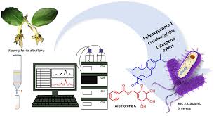 Image result for Cleistochlamys