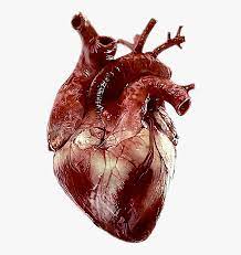 Sometimes used interchangeably with ️ red heart. Transparent Real Heart Png Real Human Heart Png Png Download Is Free Transparent Png Image To Explore M Human Heart Drawing Human Heart Human Heart Anatomy