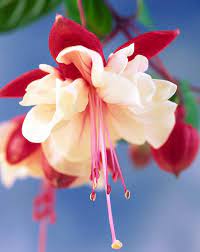 One Of The Most Popular Trailing Fuchsias Award Winning Fuchsia Swingtime Is A Bushy Upright Deciduous Small Shr Fuchsia Flower Hanging Baskets Silver Plant