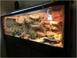 Wuestenterrarium Reptiles Reptiles Enclosure Reptile Terrarium Leopard Gecko Habitat Bearded Dragon Terrarium Ideas