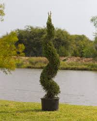 Image result for spiral cut juniper trees
