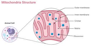 Check spelling or type a new query. Protein Synthesis Occurs In An Animal Cell In A Cytoplasm Class 12 Biology Cbse
