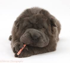 Cutest Shar Pei Google Search Pup Cute Animals Chinese Dog