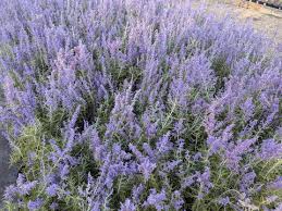 Image result for Perovskia atriplicifolia lacey blue photo