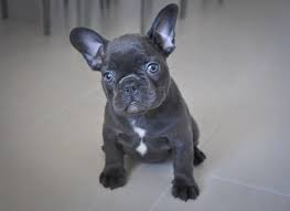 Available Puppies Akc French Bulldog Puppies Breeder French Bulldog Breeders Puppies Bulldog Puppies