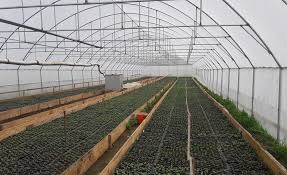 Chiar daca pe termen lung este mai profitabil, un solar necesita o investitie initiala mai mare decat in cazul unei culturi conventionale. Solar Legume Afacerea Ideala Pentru O Familie Din Mediul Rural