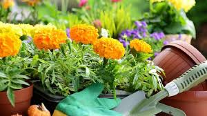 Potong kertas menjadi dua bagian yang sama panjang, lalu gambar pola kelopak bunga pada kertas tersebut. 5 Tanaman Hias Bunga Warna Warni Dalam Pot Kecil Cantik Banget