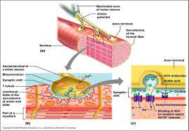Associate Degree Nursing Physiology Review Physiology Neuromuscular Junction Basic Anatomy And Physiology