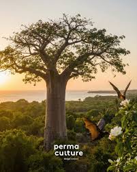 Image result for Afrocarpus usambarensis