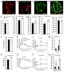 Full article: Elevation of transcription factor Islet-1 levels in vivo  increases β-cell function but not β-cell mass