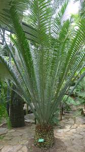Image result for Encephalartos ngoyanus