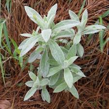 Image result for Gnaphalium polycaulon