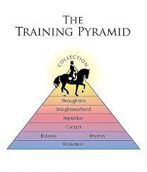 In the horse, there are 8 main energy centres, beginning with the root chakra (red), then the sacral chakra (orange), solar plexus chakra (yellow), heart chakra (green), throat chakra (blue), brow chakra (indigo), and crown chakra (violet). Chakras The Training Pyramid Part 1 Horse Nation