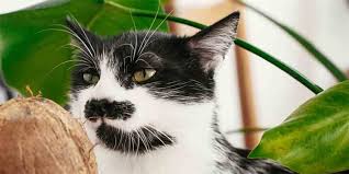 Paws And Spas How To Apply Coconut Oil To Cats Skin Cat Checkup