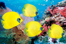 Some of its most unique inhabitants include the spotted cardinalfish, fire clownfish. Blue Coral Aquarium Kl Tower 1440x960 Wallpaper Teahub Io