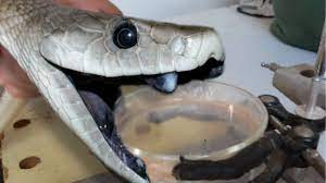 Deadly Black Mamba Venom Milking Brian Barczyk Black Mamba Snake Black Mamba Anaconda Snake