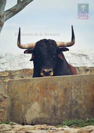 Pin De Alhergar Hernandez Navia En Nature And Animals Toros De Lidia Toros Bravos Toros