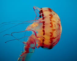 File:Purple-striped jelly (12118).jpg - Wikimedia Commons