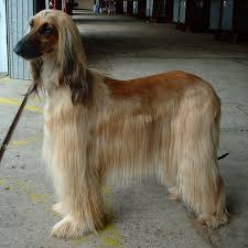Check spelling or type a new query. Afghan Hound