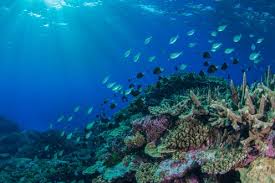 The 2016 Great Barrier Reef Heatwave Caused Widespread