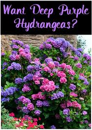 These deciduous shrubs are considerably larger than bigleaf or smooth hydrangeas, sometimes growing as much as 15 feet high if not kept pruned. How To Get Blue And Purple Hydrangeas Crafty Morning