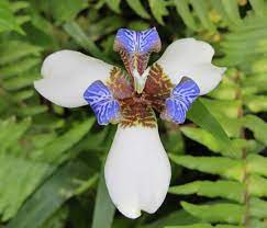 White Blue Iris Hawaii Pictures Blue Orchids Blue Wedding Flowers Hawaii Flowers
