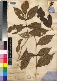 Image result for Warneckea