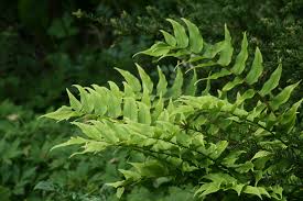 Image result for Cyrtomium