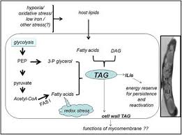 Maybe you would like to learn more about one of these? Frontiers Triacylglycerols Fuelling The Hibernating Mycobacterium Tuberculosis Cellular And Infection Microbiology