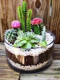 Para conseguir que estas plantas estén bien es muy importante que estén en una zona muy luminosa (lo ideal es en el exterior, acostumbrándolos al sol directo poco a poco), cambiarlos a. Tu Jardin Feng I Parte Suculentas Jardin De Cactus Plantas