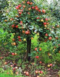 Wenn trauben bögen wenig oder keine möglichkeit haben, es zu bauen, denken sie daran , dass sie unter den apfelbaum reben setzen können, da sie völlig neutral zueinander sind und perfekt koexistieren. Apfelbaum Kaufen So Finden Sie Die Perfekte Sorte Fur Ihren Garten Apfelbaum Kaufen Apfelbaume Pflanzen Apfelbaum